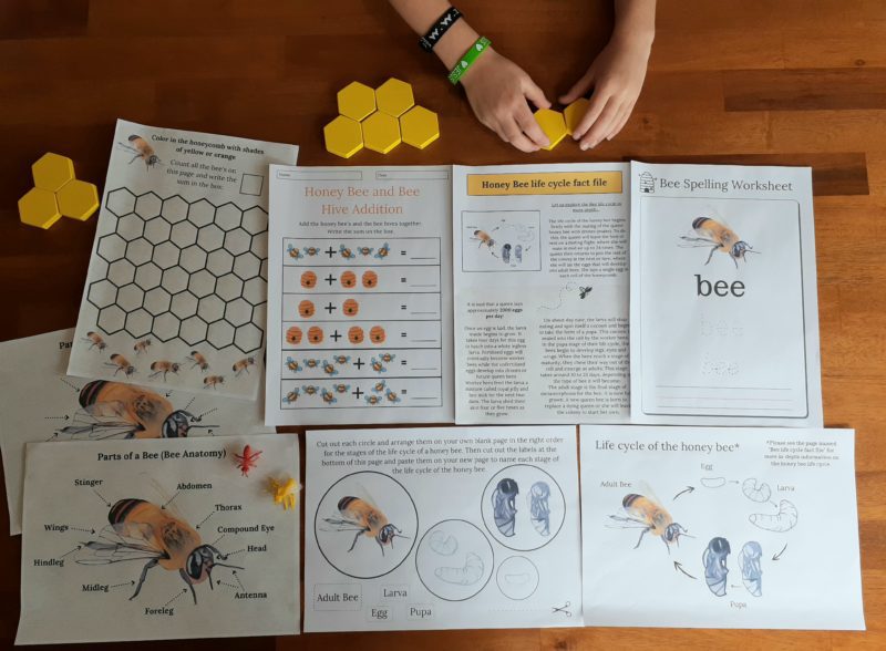 collage image of each page of the honey bee study bundle