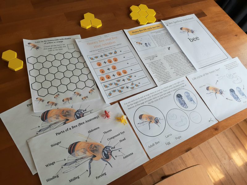 image of the pages included in the Honey Bee Anatomy Learning Study Bundle