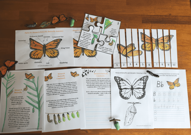 Display of the 10 page Monarch Butterfly Unit Study Printed out