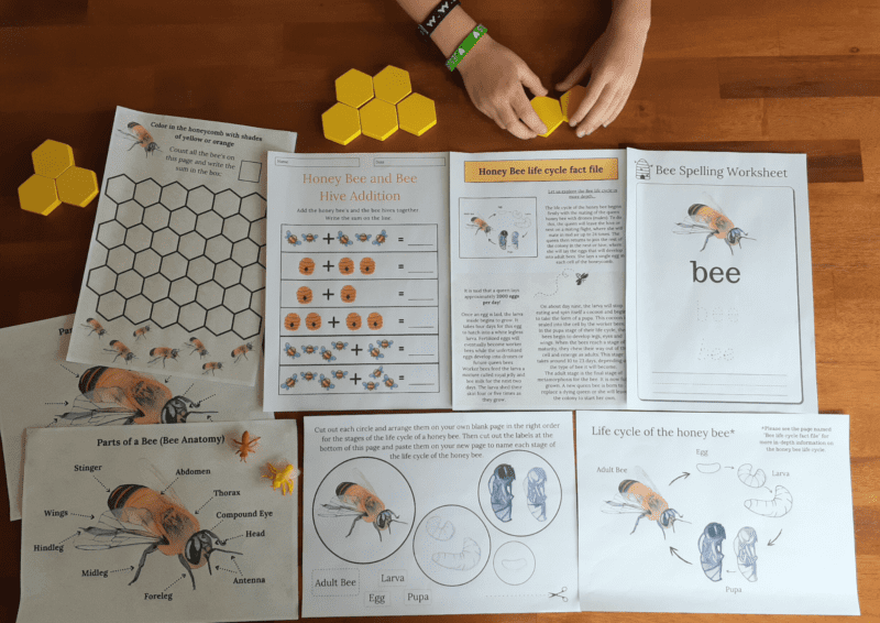 Display of part of the 18 Honey Bee Unit Study Printed out