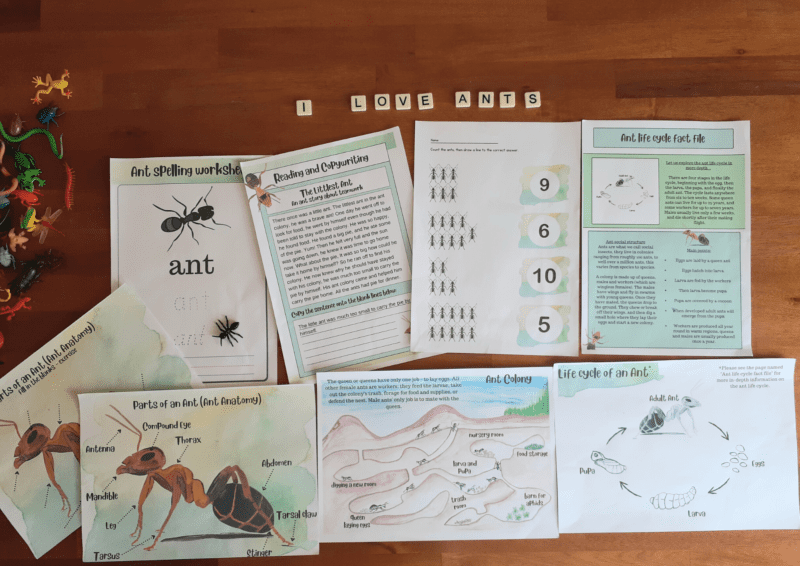 Display of part of the 21 page Ant Unit Study Printed out