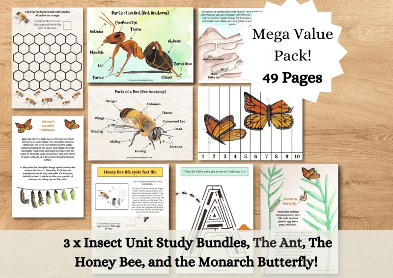 Mega insect pack photo collage, 49 pages included in this printable insect learning pack