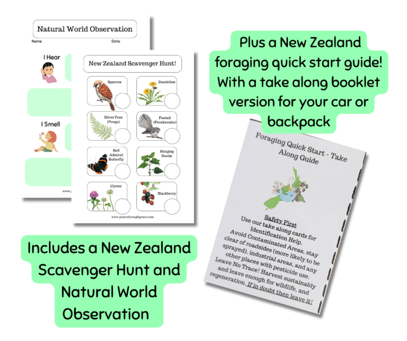 Includes a New Zealand Scavenger Hunt and Natural World Observation. Plus a New Zealand foraging quick start guide! With a take along booklet version for your car or backpack