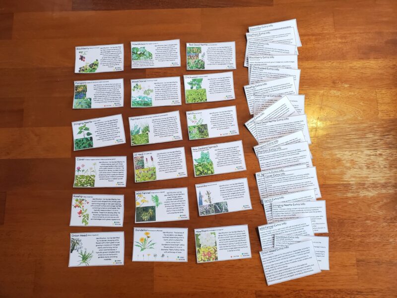 Pocket size identification cards of common foraging plants in New Zealand