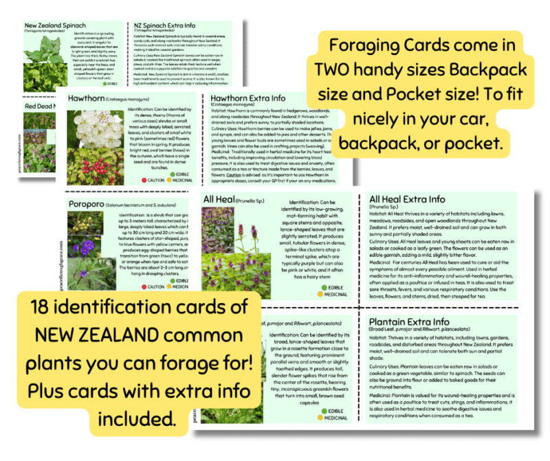 18 identification cards of NEW ZEALAND common plants you can forage for! Plus cards with extra info included.